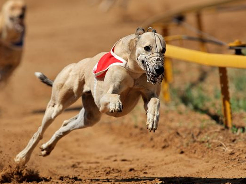 Chiang Main Ravintolatapahtuma