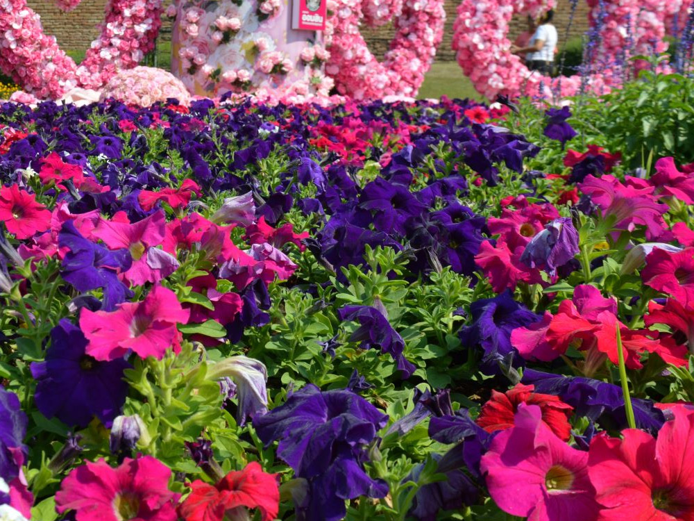Colorful blooms adorn streets and floats